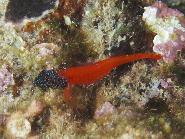 Ein Schwarzkopf-Schleimfisch (Microlipophrys nigriceps), Schleimfisch, auf einem algenbedeckten Boden. Tauchplatz Muzil, Stoja, Pula, Kroatien, Mittelmeer