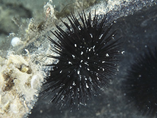 Schwarzer stacheliger Seeigel (Arbacia lixula) haftet an einer Unterwasserstruktur. Tauchplatz Hausriff, Stoja, Pula, Kroatien, Mittelmeer