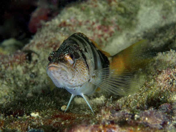 Schriftbarsch (Serranus scriba) mit markantem Streifenmuster auf einem Riff. Tauchplatz Hausriff, Stoja, Pula, Kroatien, Mittelmeer