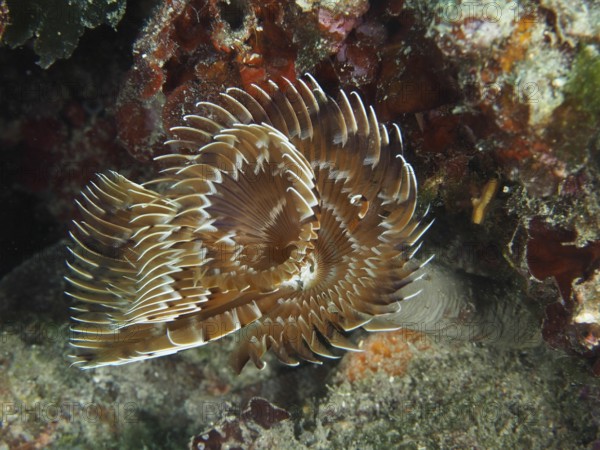 Eine braun-weiße Schraubensabelle (Sabella spallanzanii) breitet ihre Tentakel im Riff aus. Tauchplatz Muzil, Stoja, Pula, Kroatien, Mittelmeer