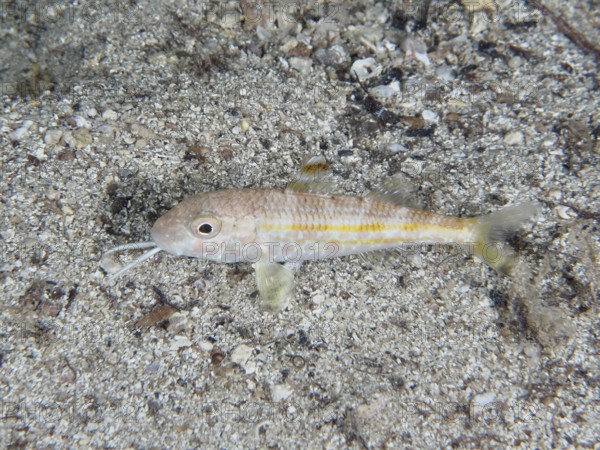 Ein kleiner gelb gestreifter Fisch, Streifenbarbe (Mullus surmuletus) juvenil, liegt still auf dem sandigen Meeresboden. Tauchplatz Hausriff, Stoja, Pula, Kroatien, Mittelmeer