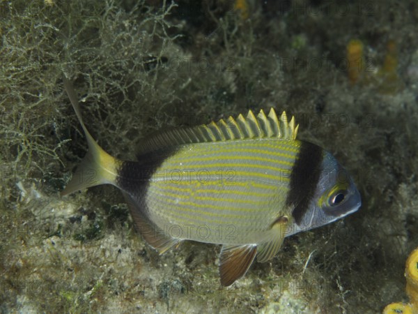 Ein gestreifter Fisch mit gelben Rückenflossen, Zweibindenbrasse (Diplodus vulgaris), befindet sich in einer algenreichen Umgebung. Tauchplatz Hausriff, Stoja, Pula, Kroatien, Mittelmeer