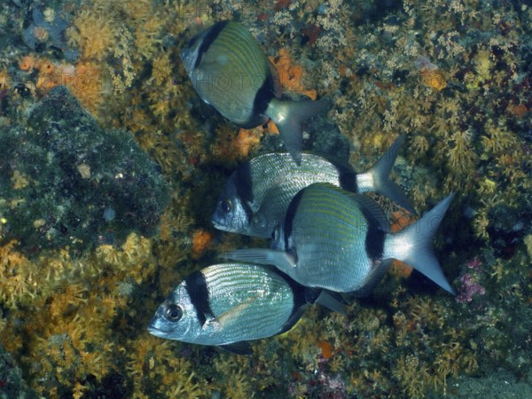 Ein Schwarm blau-grauer Fische, Zweibindenbrasse (Diplodus vulgaris), vor einer bunten Riffwand. Tauchplatz Fraskeric, Stoja, Pula, Kroatien, Mittelmeer