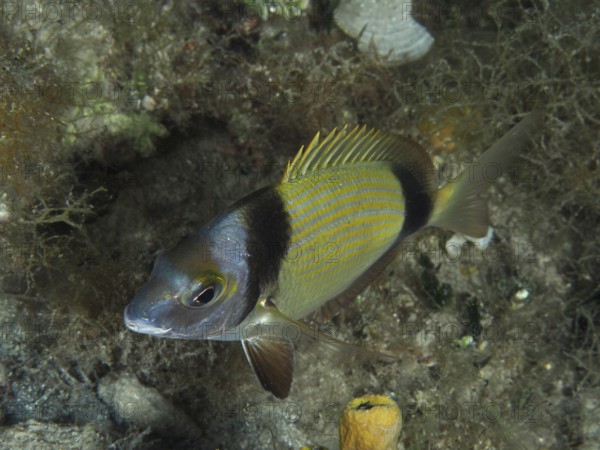 Ein Fisch mit gelben Flossen und Streifen, Zweibindenbrasse (Diplodus vulgaris), schwimmt über den Meeresboden. Tauchplatz Hausriff, Stoja, Pula, Kroatien, Mittelmeer