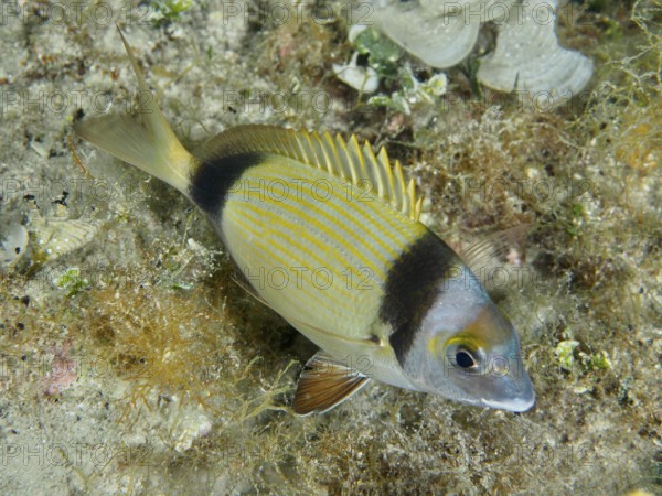 Eine Zweibindenbrasse (Diplodus vulgaris) mit buntem Muster schwimmt über den Meeresboden. Tauchplatz Hausriff, Stoja, Pula, Kroatien, Mittelmeer