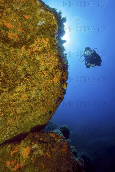 Unterwasserfoto von Taucherin betrachtet beleuchtet Unterwasserfelsen ist von Gelbe Krustenanemonen (Parazoanthus axinellae) bewachsen, Mittelmeer, Sardinien, Italien