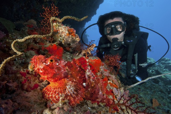 Unterwasserfoto von Taucherin betrachtet Fransen-Drachenkopf (Scorpaenopsis oxycephalus) Bärtiger Drachenkopf aus nächster Nähe in tropisches Korallenriff, Pazifik, Philippinensee, Malboal, Cebu, Philippinen