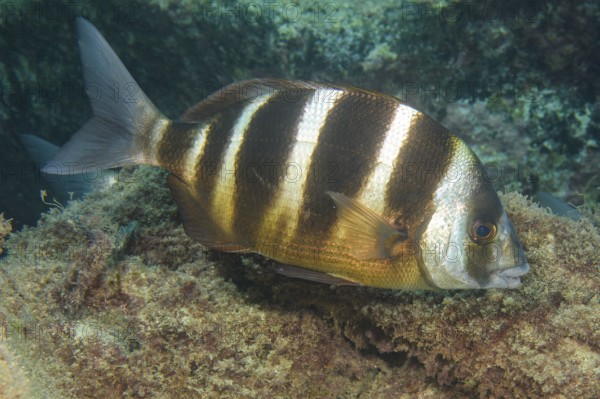 Unterwasserfoto Nahaufnahme von Rotbandbrasse (Pagrus auriga) Ostatlantik, Makaronesien-Archipel, Fuerteventura, Kanarische Inseln, Spanien