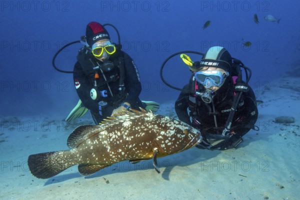 Unterwasserfoto von zwei Sporttaucher betrachten aus nächster Nähe Exemplar von neugieriger Brauner Zackenbarsch, Ostatlantik, Fuerteventura, Kanarische Inseln, Spanien