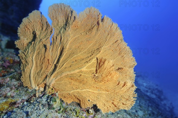 Unterwasserfoto von große Hornkoralle (Annella mollis) Fächerkoralle in tropsches Korallenriff, Rotes Meer