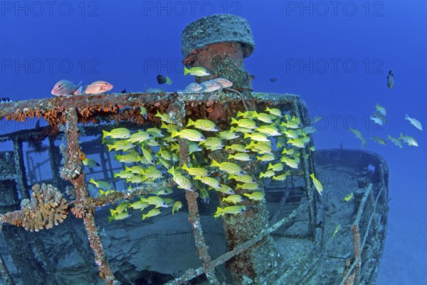 Unterwasserfoto von Wrack Schiffswrack Silver Star vor Nordküste von Mauritius, für Tauchsport versenkt 1995, Indischer Ozean, Pereybere, Mauritius