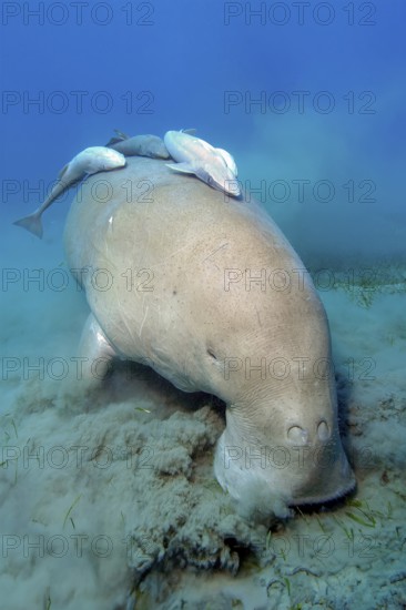 Unterwasserfoto Aufnahme aus nächster Nähe von Seekuh Gabelschwanzseekuh (Dugong dugong) frisst ernährt sich von Seegras direkt vor Betrachter, auf dem Rücken drei Exemplare von Gestreifter Schiffshalter (Echeneis naucrates) Saugfische, Rotes Meer, Abu Dabab, Marsa Alam, Ägypten