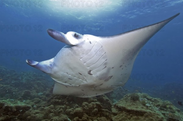 Unterwasserfoto von großer Teufelsrochen (Mobula birostris) Synonym Manta Mantarochen schwimmt an Putzerstation, Indischer Ozean, Malediven