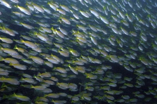 Unterwasserfoto von großer Schwarm von Gemeiner Gewöhnlicher Schnapper (Lutjanus lutjanus), Indischer Ozean, Andamanensee, Phuket, Thailand