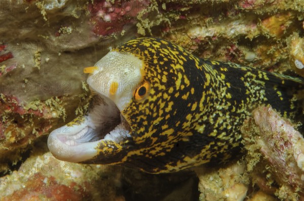 Unterwasserfoto Nahaufnahme von Exemplar von kleine Muränenart Sternfleckenmuräne (Echidna nebulosa) Muräne, Andamanensee, Indischer Ozean, Indopazifk, Mergui Archipel, Myanmar