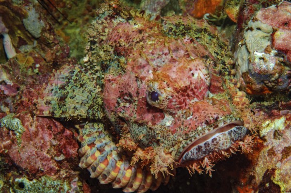 Unterwasserfoto Nahaufnahme von Fransen-Drachenkopf (Scorpaenopsis oxycephalus) liegt mit Mimese gut getarnt wie Korallenblock gespreizten Brustflossen auf Steinkorallen (Acropora) Hartkorallen in Korallenriff lauert auf Beute, Indischer Ozean, Andamanensee, Myanmar