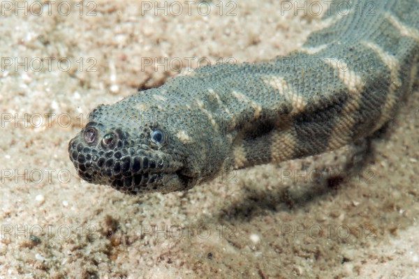 Unterwasserfoto Nahaufnahme von Kopf von Indische Warzenschlange (Acrochordus granulatus) Seeschlange Wasserschlange mit große Nasenlöcher, Pazifik, Philippinensee, Moalboal, Cebu, Philippinen