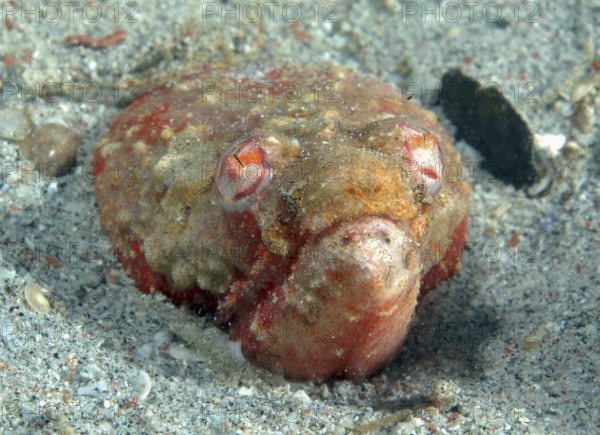 Unterwasserfoto Nahaufnahme von Kopf von Krokodilschlangenaal (Brachysomophis cirrocheilos) ragt mit Mimese Tarnung getarnt wie Koralle Korallengestein aus sandiger Meeresgrund Meeresboden, Lauerjäger lauert auf Beute, Pazifik, Philippinensee, Philippinen