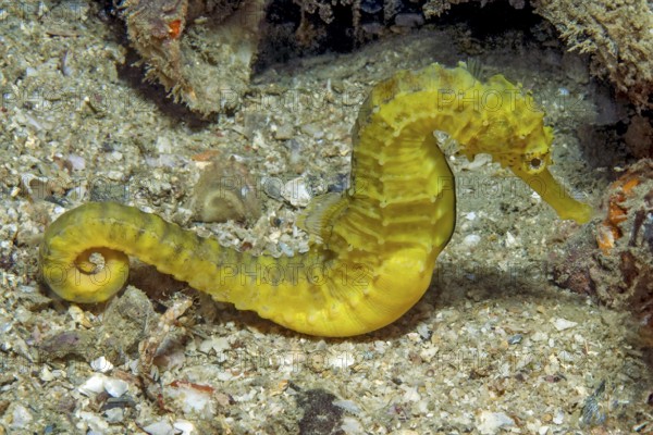 Unterwasserfoto Nahaufnahme von gelbes Tigerschwanz-Seepferdchen (Hippocampus comes) Seepferdchen, Indischer Ozean, Balisee, Bali, Indonesien