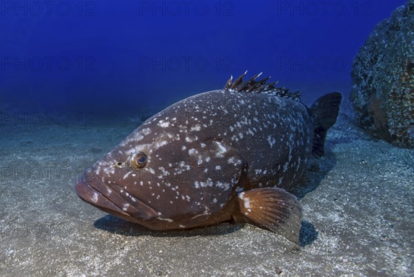 Unterwasserfoto von großes Exemplar von riesiger Brauner Zackenbarsch (Epinephelus marginatus) liegt im Marineschutzgebiet Naturschutzgebiet Garajau auf sandiger Meeresboden Meeresgrund, Ostatlantik, Atlantik, Insel Madeira, Portugal