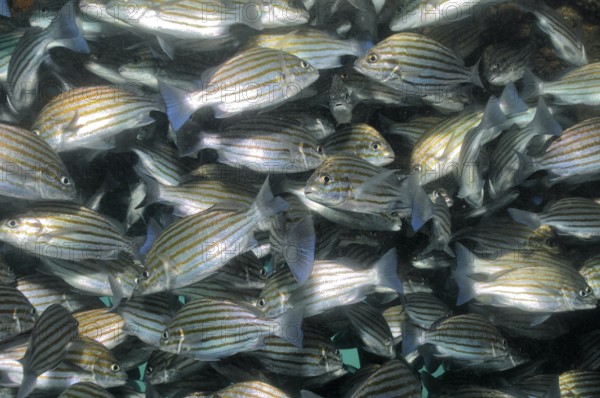 Unterwasserfoto Nahaufnahme von dichtgedrängter Schwarm Großaugenschnapper (Lutjanus lutjanus), Indischer Ozean, Golf von Persien, Oman