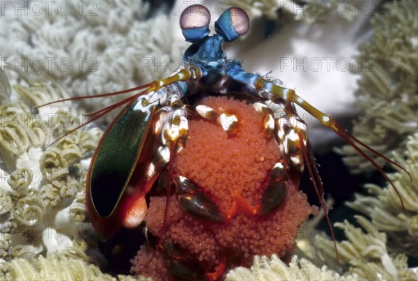 Unterwasserfoto Nahaufnahme von bunter farbenfroher Schmetter-Fangschreckenkrebs (Odontodactylus scyllarus) Clown-Fangschreckenkrebs Pfauen-Fangschreckenkrebs, Harlekin-Fangschreckenkrebs, bemalter Fangschreckenkrebs, Regenbogen-Fangschreckenkrebs trägt sein Gelege, Eier, Indischer Ozean, Pereybere, Mauritius