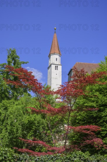 Franziskanerkirche, Kelheim, Bayern, Deutschland