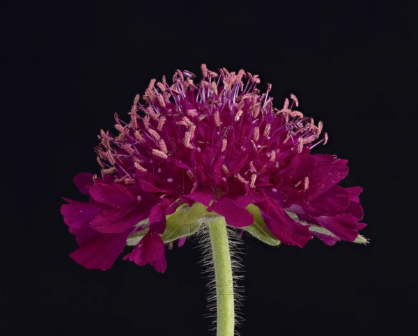 Witwenblume (Knautia), Blüte, Deutschland