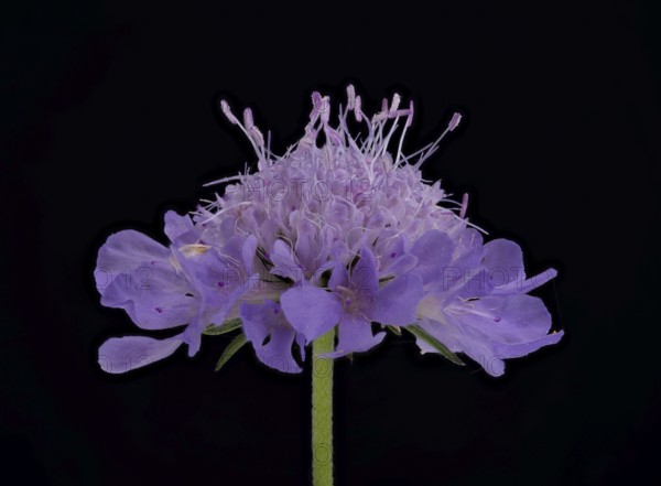 Tauben-Skabiose (Scabiosa columbaria), Blüte, Deutschland