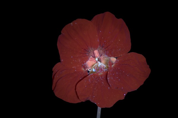 Kapuzinerkresse (Tropaeolum), Blüte, UV-Licht, Deutschland