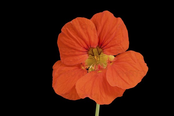 Kapuzinerkresse (Tropaeolum), Blüte, Deutschland
