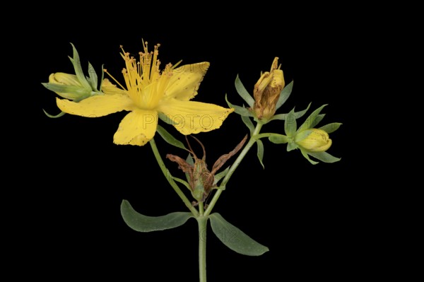 Echtes Johanniskraut (Hypericum perforatum), Pflanze, Blüte, Deutschland