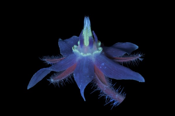 Borretsch (Borago officinalis) Boretsch Gurkenkraut, Pflanze, UV-Licht, Deutschland