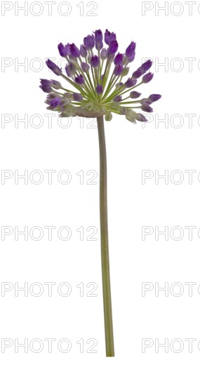 Kugelköpfiger Lauch (Allium sphaerocephalon), Blüte, Deutschland
