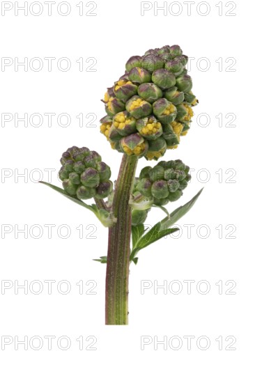 Kleiner Wiesenknopf Pimpernell (Sanguisorba minor), Pimpinelle, Blatt, Knospe, Deutschland
