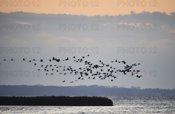Kraniche, (Grus grus) fliegen bei Sonnenaufgang auf dem Darß, Mecklenburg-Vorpommern, Deutschland