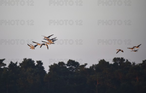 Graugänse (Anser anser) fliegen bei Sonnenaufgang auf dem Darß, Mecklenburg-Vorpommern, Deutschland