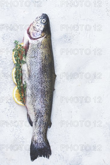 Freshly caught rainbow trout with herbs and citrus arranged on a light textured surface