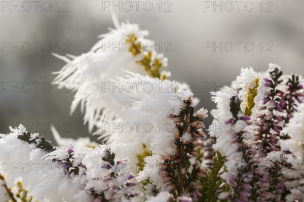 Ice crystals from roarfrost on a winter-flowering heather (Erica carnea) branch at sunshine in winter, Bavaria, Germany
