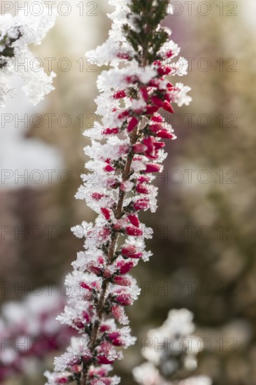 Ice crystals from roarfrost on a winter-flowering heather (Erica carnea) branch at sunshine in winter, Bavaria, Germany