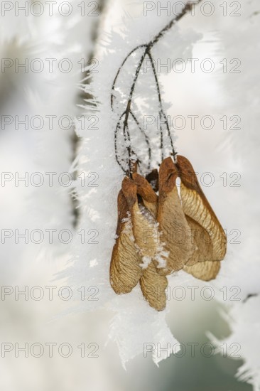 Ice crystals from roarfrost on Amur maple (Acer tataricum subsp. ginnala) seeds at sunshine in winter, Bavaria, Germany