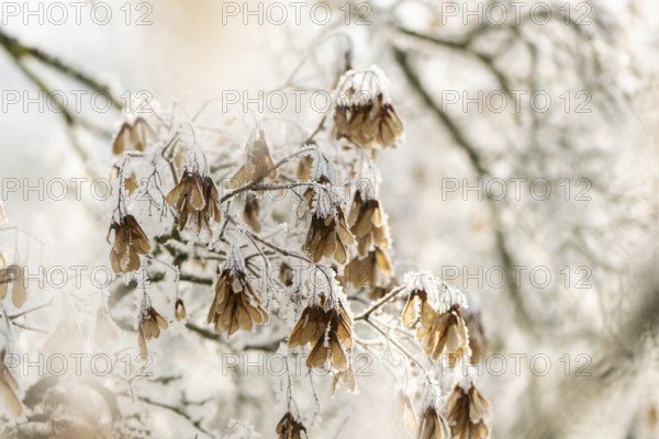 Ice crystals from roarfrost on Amur maple (Acer tataricum subsp. ginnala) seeds at sunshine in winter, Bavaria, Germany
