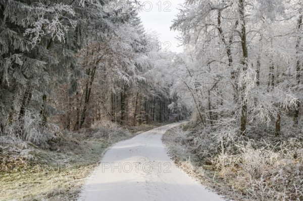 Forest road going through a mixed forest white from roarfrost on a sunny day in winter, Bavaria, Germany