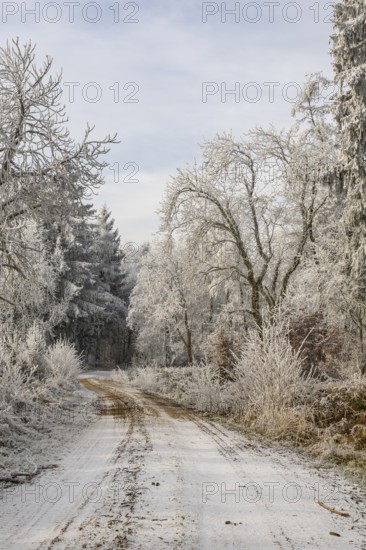 Forest road going through a mixed forest white from roarfrost on a sunny day in winter, Bavaria, Germany