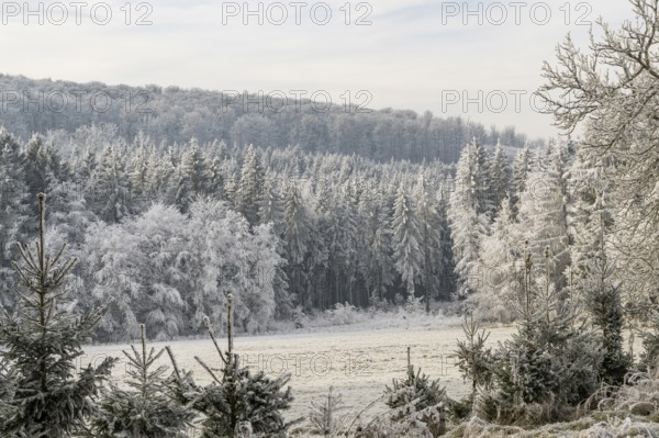 Meadow in a valley surrounded by a mixed forest with norway spruce (Picea abies) and European beech (Fagus sylvatica) white from roarfrost, on a sunny day in winter, Bavaria, Germany