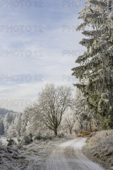 Forest road going through a beautiful landscape with forest, meadows and bushes, white from roarfrost, on a sunny day in winter, Bavaria, Germany