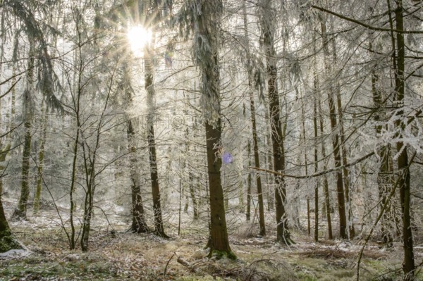 Mixed forest with norway spruce (Picea abies) and European beech (Fagus sylvatica) white from roarfrost, on a sunny day in winter, Bavaria, Germany