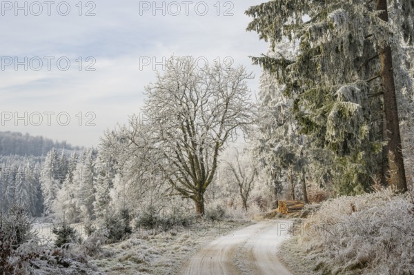 Forest road going through a beautiful landscape with forest, meadows and bushes, white from roarfrost, on a sunny day in winter, Bavaria, Germany