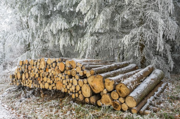 Piled up felled tree trunks in a forest white from roarfrost on a sunny day in winter, Bavaria, Germany