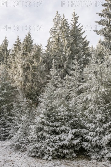 Norway spruce (Picea abies) white from roarfrost, on a sunny day in winter, Bavaria, Germany